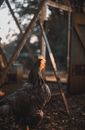 Plymouth Rock Chicken