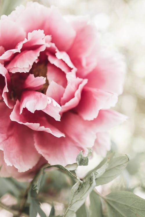 Free A Pink Peony in Close-up Photography Stock Photo