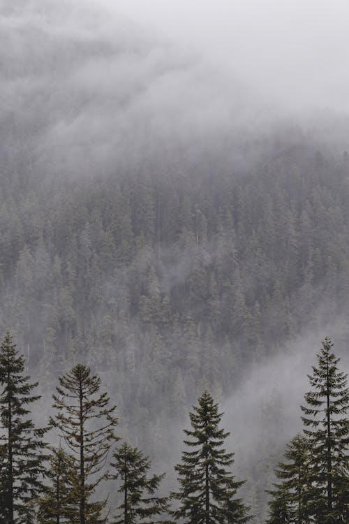 免费 垂直拍摄, 天性, 有霧 的 免费素材图片 素材图片