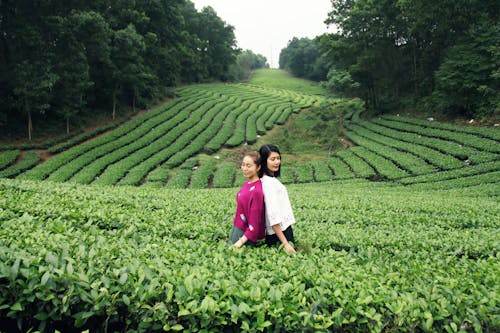 Fotobanka s bezplatnými fotkami na tému Ázijčanky, čaj, farma