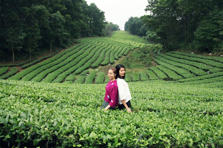 Women Posing On Tea Plantations