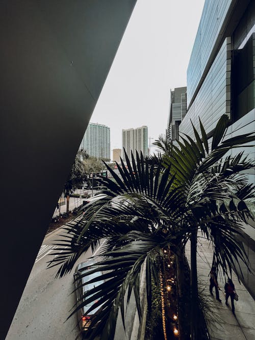 Green Palm Trees Beside Buildings