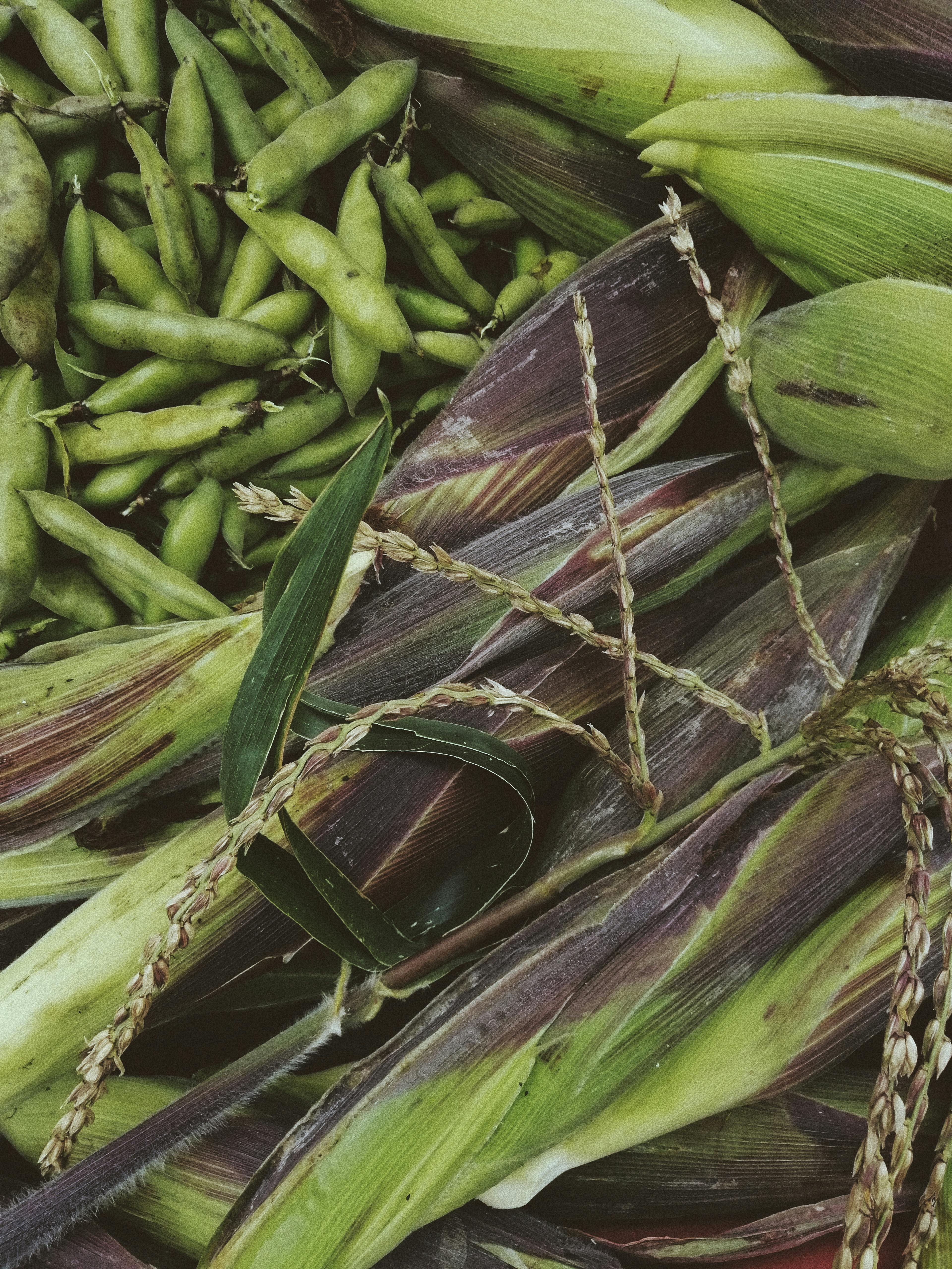 Green Beans and Corns in Close Up View · Free Stock Photo