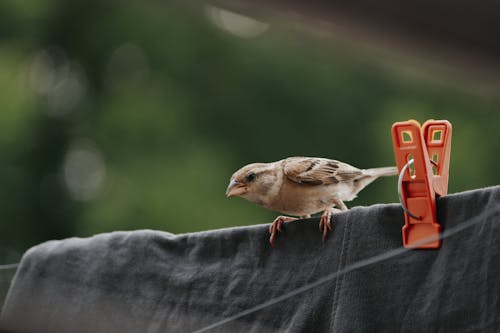 Close-Up Photo of Bird Perched on Clothesline