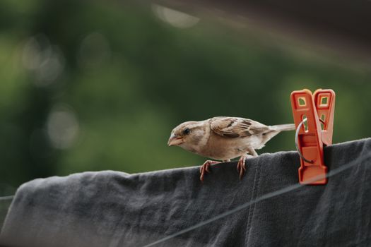 Brown and Gray Bird on Black Textile