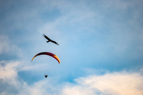 Free Person Parachuting Over a Flying Bird Stock Photo