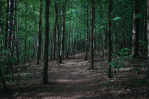 Free Explore a tranquil dirt path surrounded by vibrant green foliage in this peaceful forest scene. Stock Photo