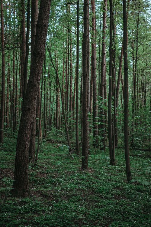Free Peaceful forest landscape with tall trees and lush greenery, evoking tranquility and natural beauty. Stock Photo