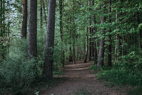 길, 산길, 숲의 무료 스톡 사진