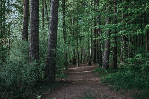 Free Discover a peaceful trail through lush green woods, perfect for a serene nature escape. Stock Photo