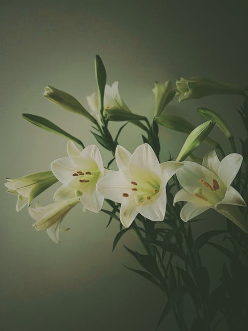 White and Yellow Flowers With Green Leaves