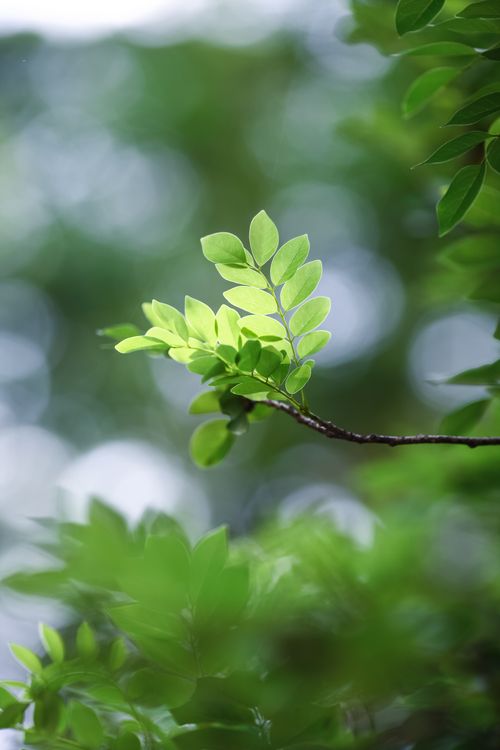 Free Vibrant green leaves against a blurred natural background, capturing nature's beauty. Stock Photo