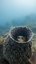Brown and Black Fish in Water