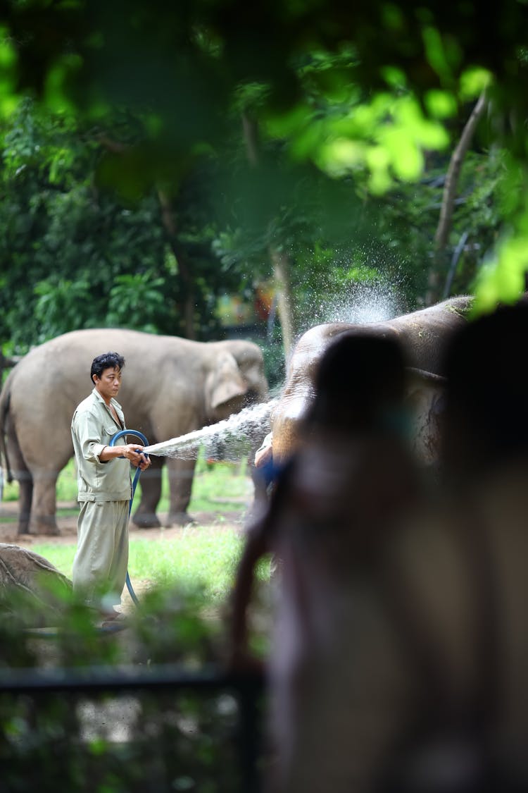 Caretaker Washing The Elephants 