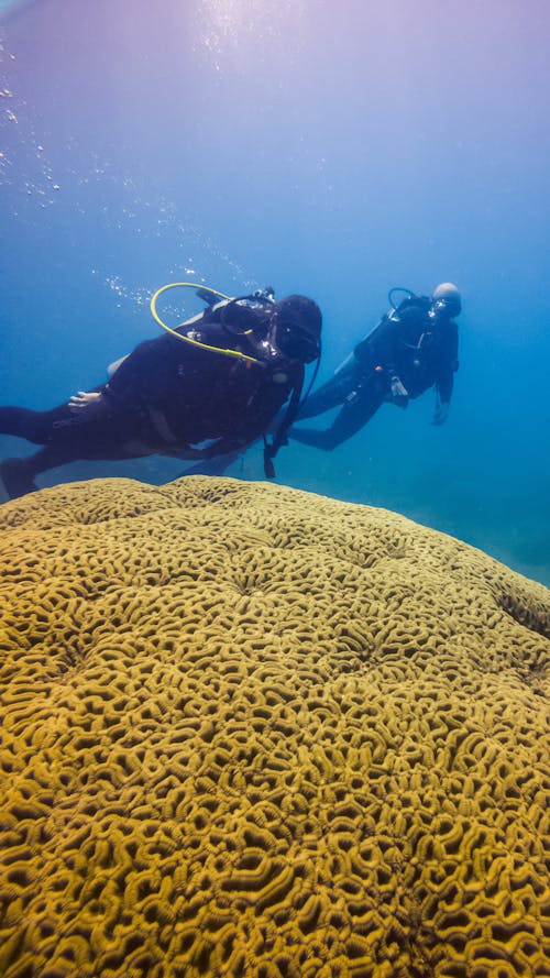 Scuba Divers near a Coral Reef 