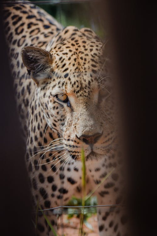 Free Beautiful leopard  Stock Photo