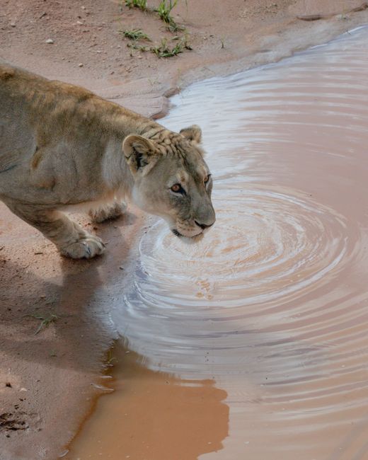 Close-up of a lioness drinking at a waterhole in Namibia's natural habitat.