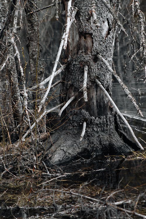 Безкоштовне стокове фото на тему «вертикальні постріл, впритул, дерево»