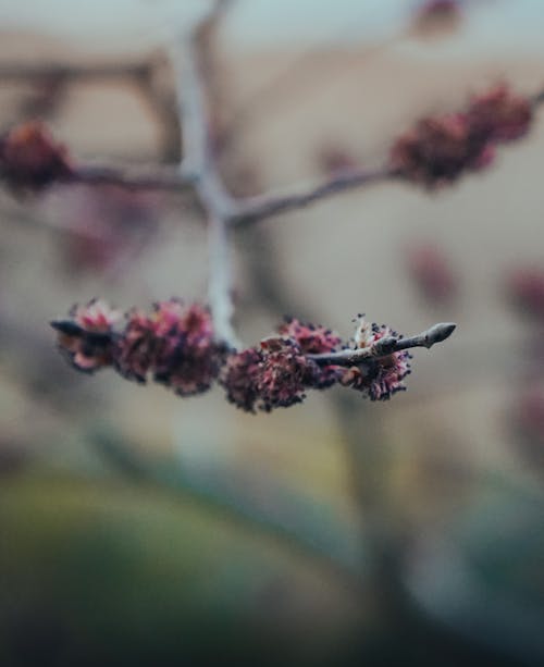 Free stock photo of 20 fenchurch street, apple tree, arctic nature