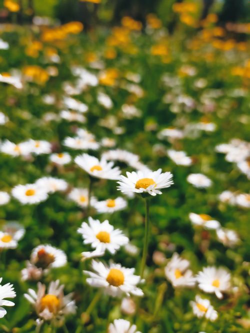 Free Close-up of vibrant blooming white daisies with yellow centers in a sunny field. Stock Photo