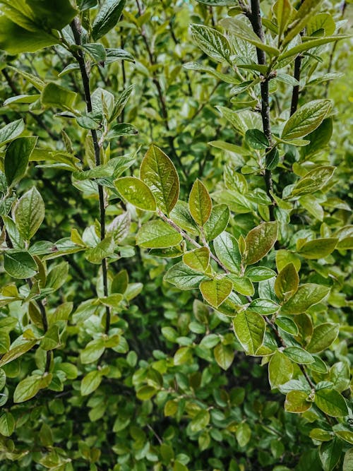 Green Plants in Close-up Photography