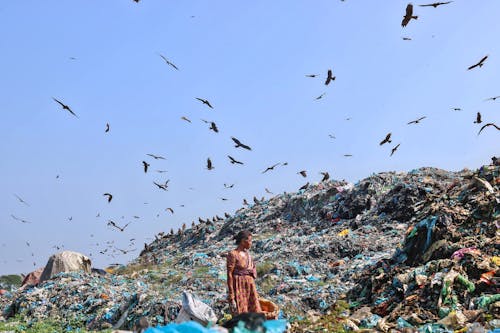 Free Birds Flying Over a Mountain of Trash Stock Photo