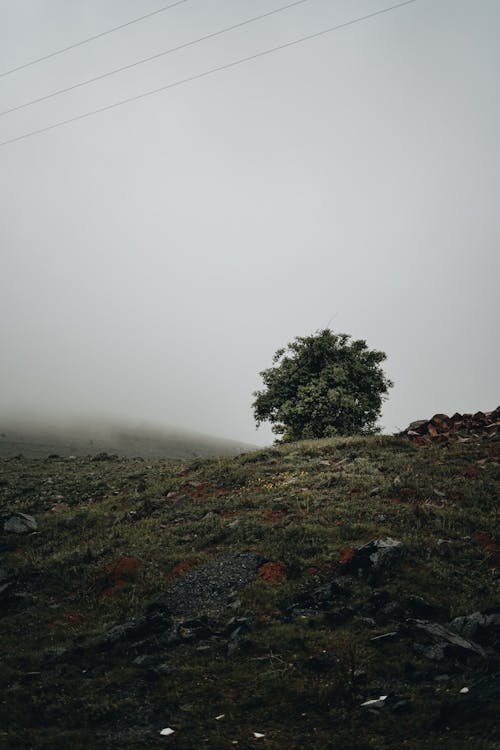Green Tree on a Hill under Foggy Atmosphere 