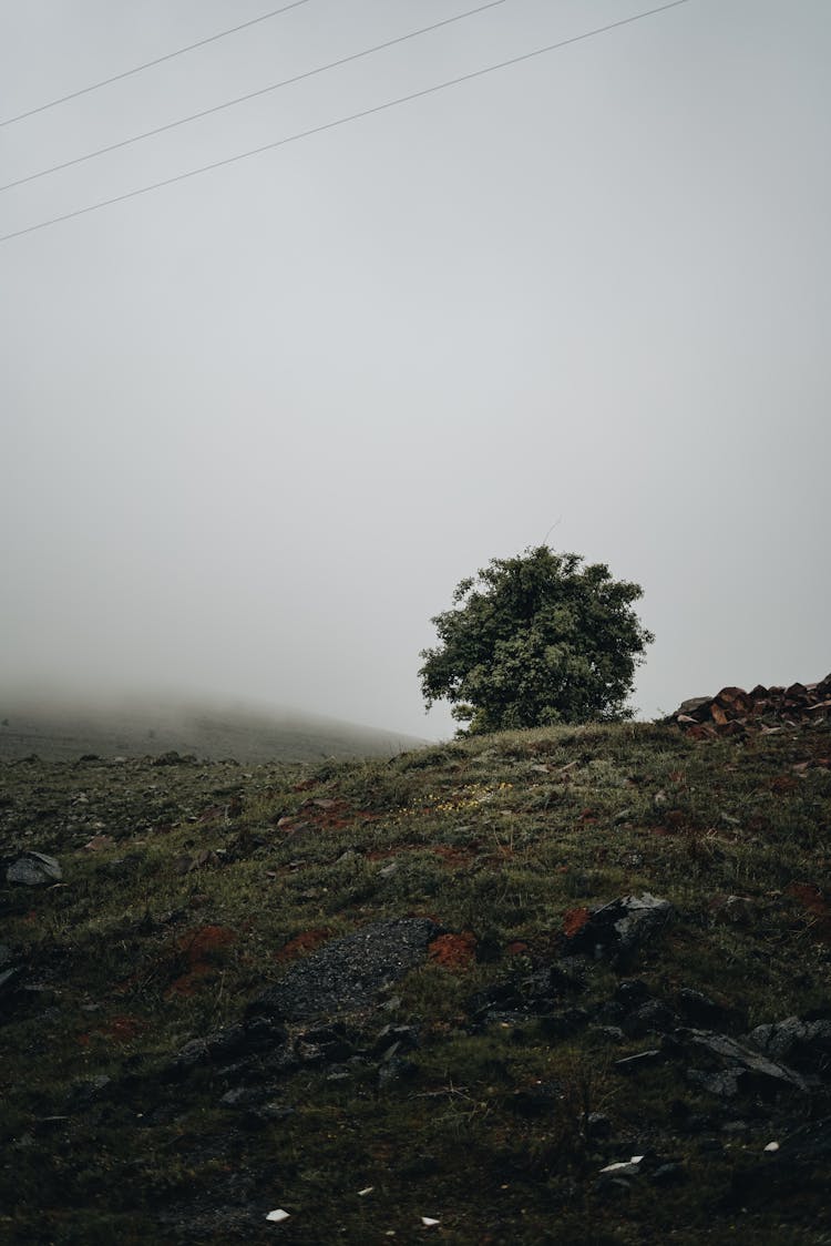 Green Tree On A Hill Under Foggy Atmosphere 