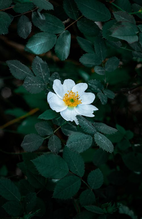 Close-up Photo of White Flower 