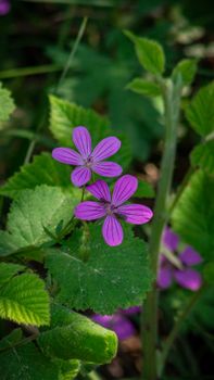 Purple Geranium flowers thriving amidst green leaves in Istanbul, Turkey.