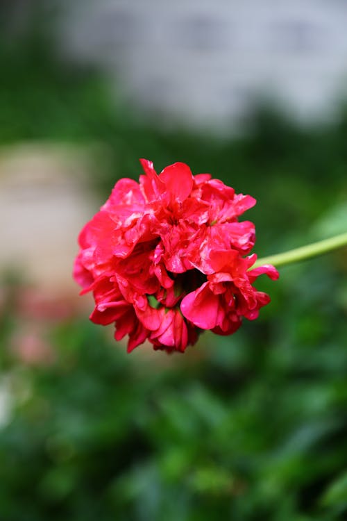 Free Close-up Photo of Blooming Red Flower Stock Photo