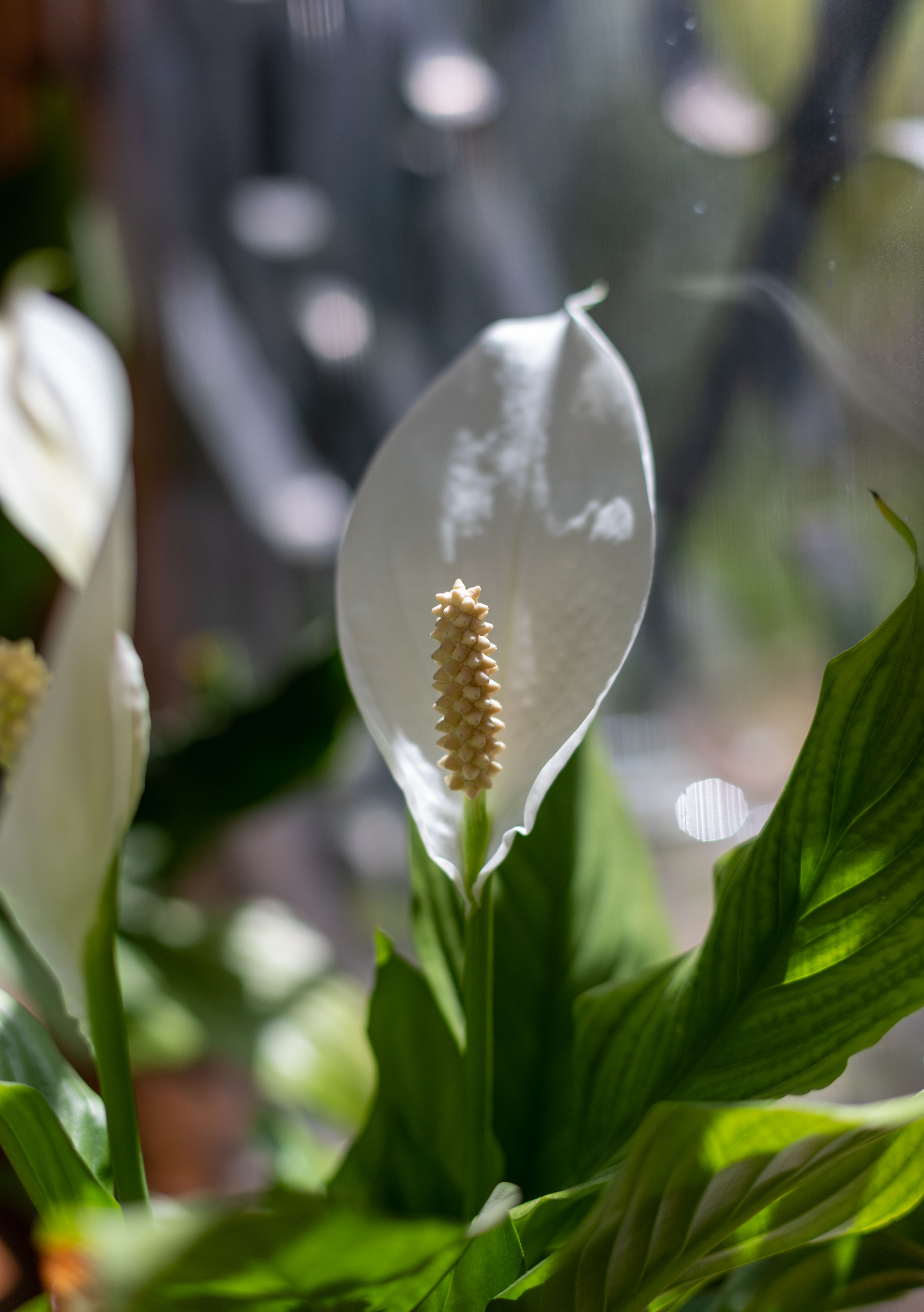 Closeup of a White Peace Lily · Free Stock Photo