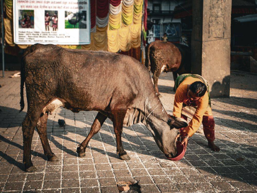 गौमाता के साथ सेवा का प्रतीकात्मक चित्र