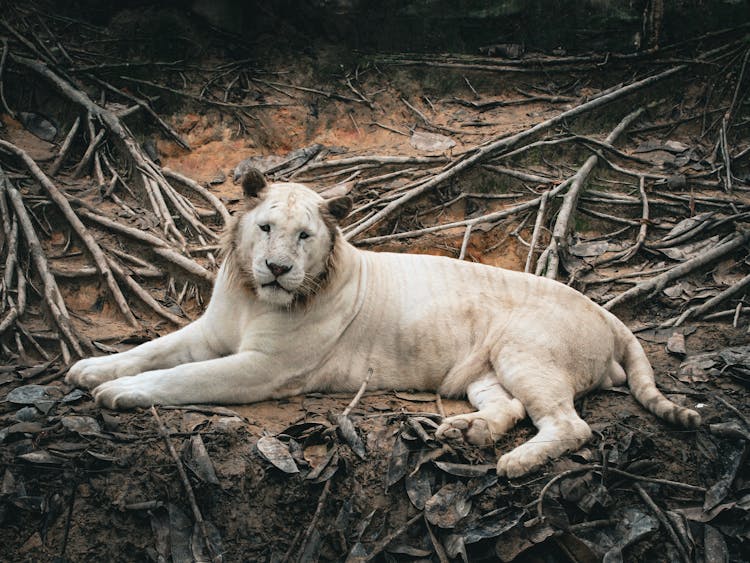 Lion Lying On Ground