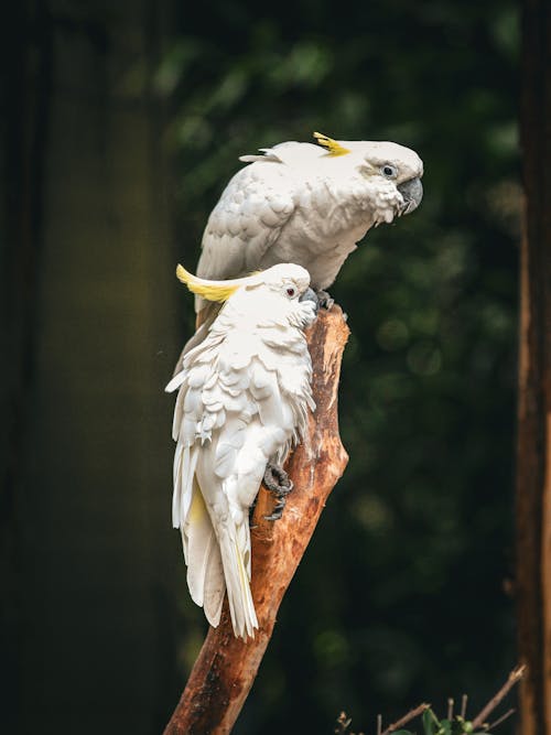 Cockatoos Perched on a Tree Branch