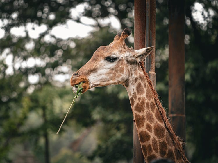 Giraffe Eating Grass