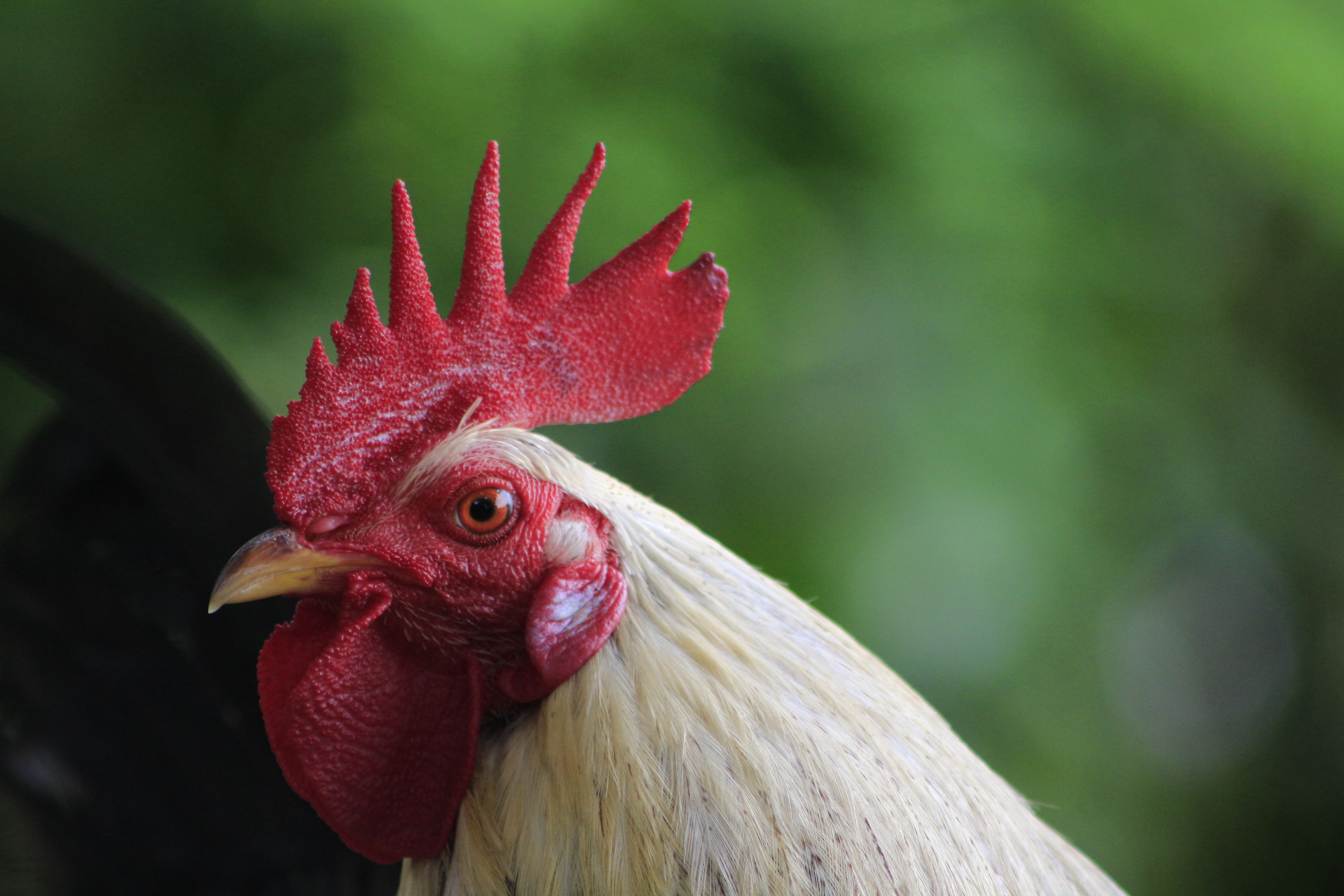 A Man Holding a Rooster · Free Stock Photo