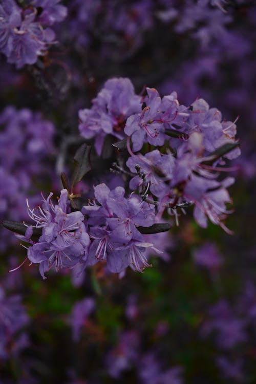 Free Purple Flowers in Tilt Shift Lens Stock Photo