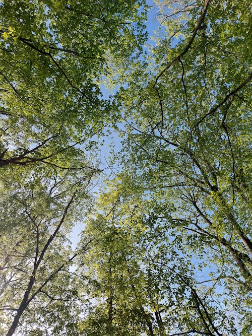 Low Angle Shot of Trees with Green Leaves against a Clear Blue Sky 