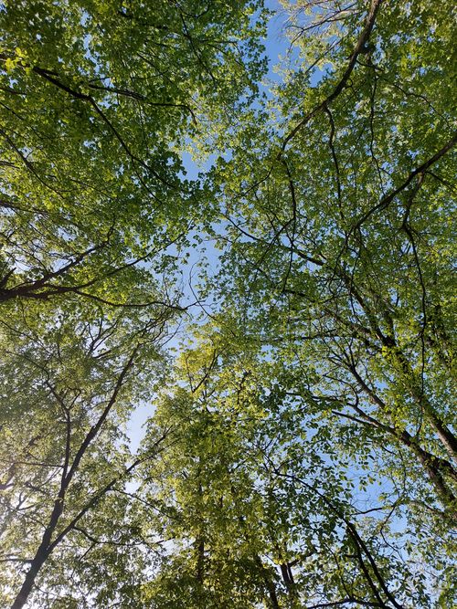 Free A serene upward view of lush green tree canopy against a blue sky during springtime, conveying tranquility. Stock Photo