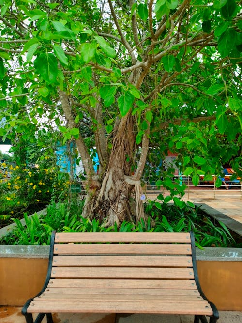 Free stock photo of banyan tree, calm, earth