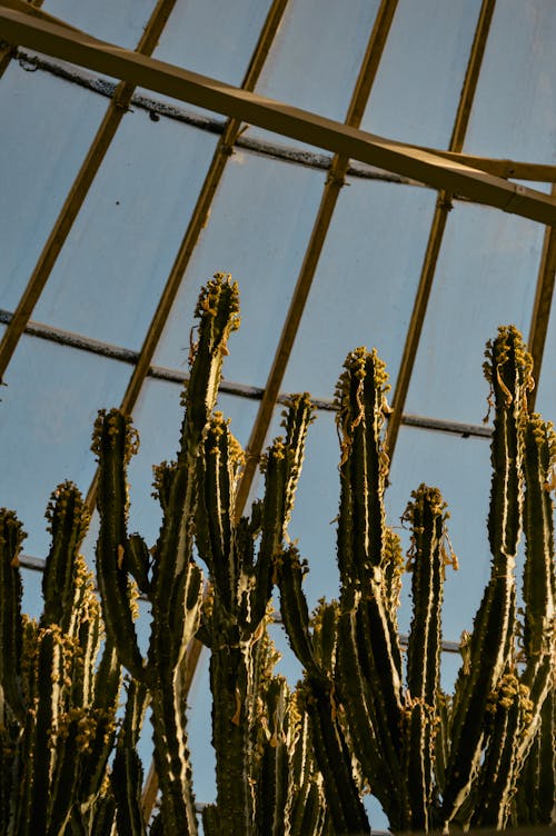 Free  Cactus Plants Near Metal Framed Greenhouse Stock Photo