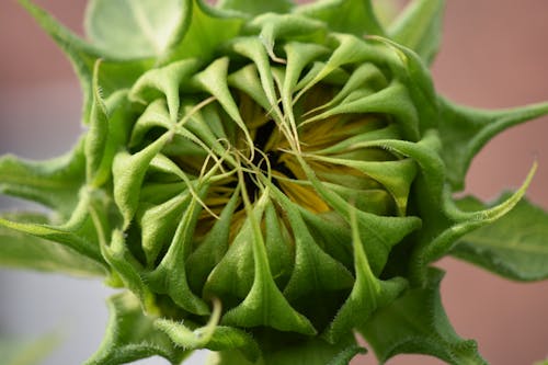 Close-Up Shot of a Blooming Sunflower 