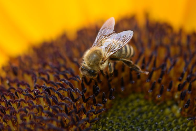 Honeybee Perched Perched On Yellow Flower