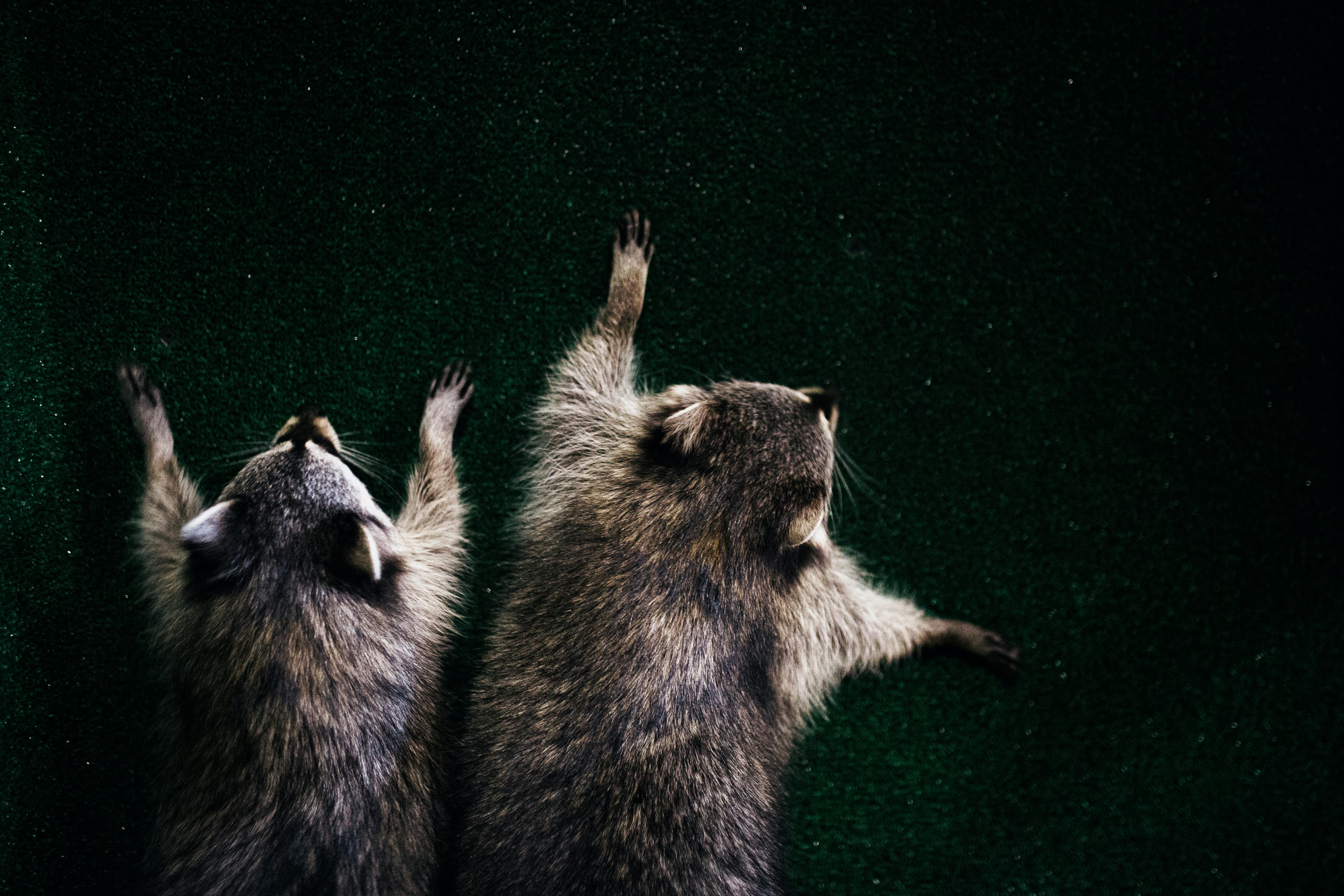 Cute raccoons resting on a green surface, viewed from above. Ideal stock photo for nature or wildlife themes.