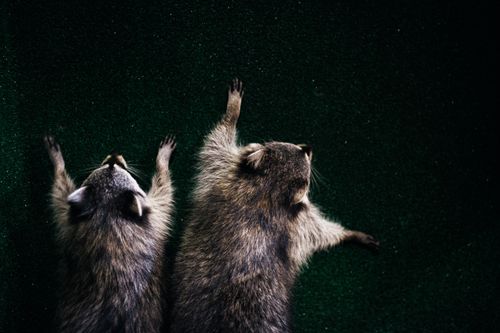 Free Cute raccoons resting on a green surface, viewed from above. Ideal stock photo for nature or wildlife themes. Stock Photo