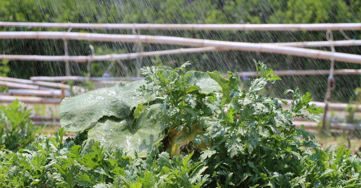 Guide Complet pour Cultiver des Légumes à Feuilles