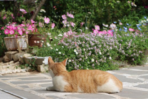 Close-up Photo of an Orange Tabby Cat 