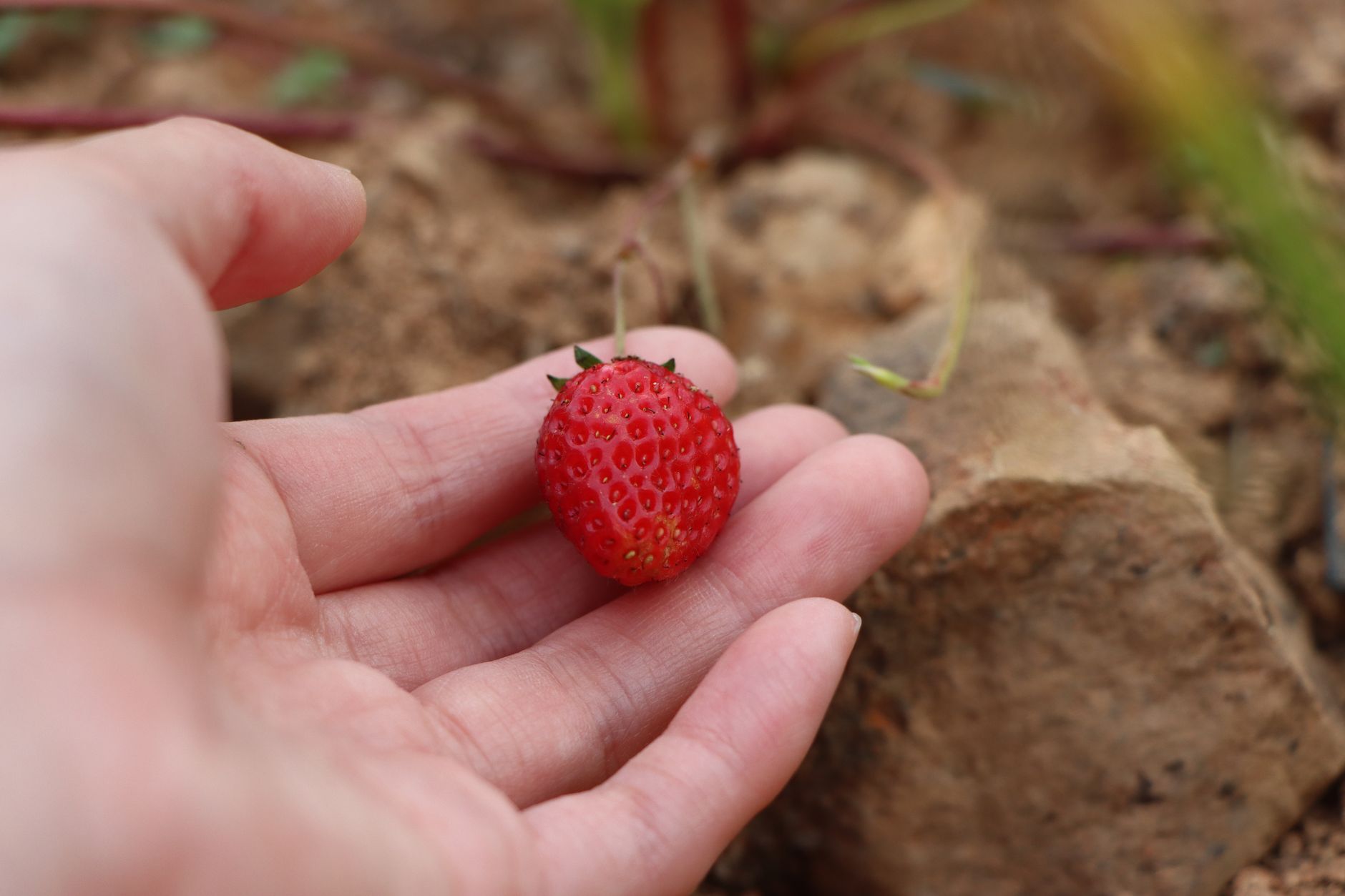 A fresh strawberry is gently held in a person's hand on a natural background.