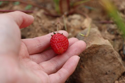 Free A fresh strawberry is gently held in a person's hand on a natural background. Stock Photo